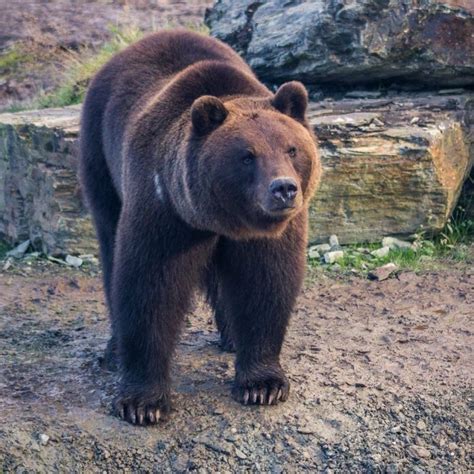 brown bears are back in ireland after thousands of years of extinction