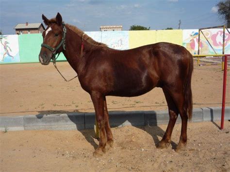 kushum     horse breed  ural region kazakhstan   developed
