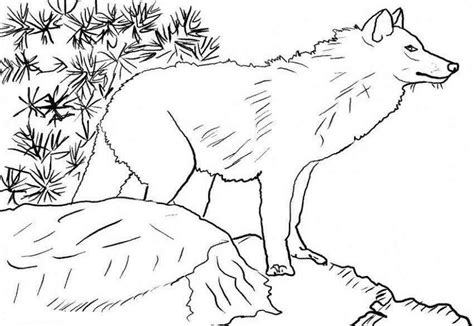 16 Wolf Pup Realistic Wolf Coloring Pages