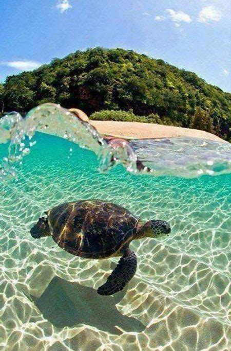 Swimming With Sea Turtles In Hawaii Turtle Cute Animals