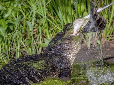 Texas Gruesome Moment Alligator Eats Another Alligator The Advertiser