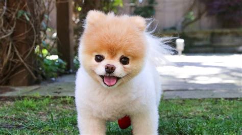 Boo The Pomeranian Aka The 'World's Cutest Dog' Has Died