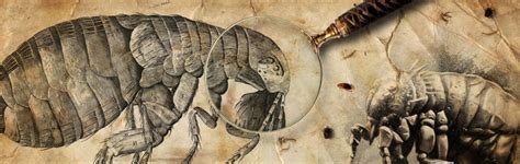 The Origin Of Fleas And The Genesis Of Plague Answers In Genesis