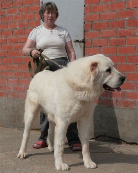 Orta asya çoban köpeği 4.000 yıl öncesine dayanan eski bir türdür. Central Asian Ovcharka | Alabai dog, Huge dogs, Kangal dog