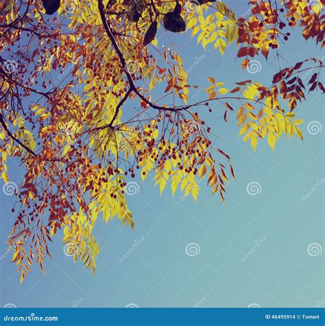 Colorful Tree Foliage In The Autumn Autumn Leaves Sky Background Stock