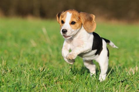 Receive a free animal (reptile breeder game) and/or dog breed (dog breeder game)! Beagle Breed Guide - Learn about the Beagle.