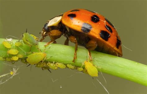 Many pest insects will not travel very far in their lifetime and will not leave nearby blocks if there is. Composite biopesticides: exponentially better results for ...