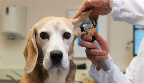 In pet vet animal hospital, your animal friends need tender love and care. Pet health care costs can top human medical bills, new ...