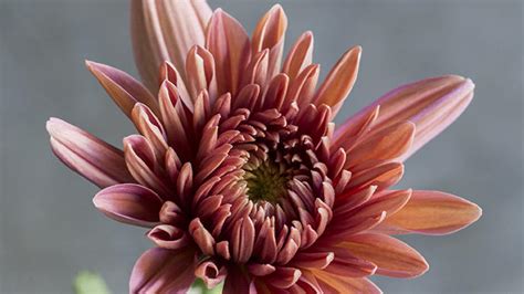 Chrysanthemum Elegant Symbolic Flowers For Autumn Bouquets Sunset