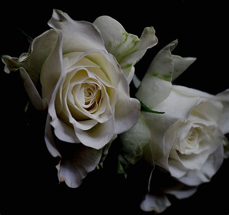 Weiße Rose Foto And Bild Makro Natur Blumen Bilder Auf Fotocommunity