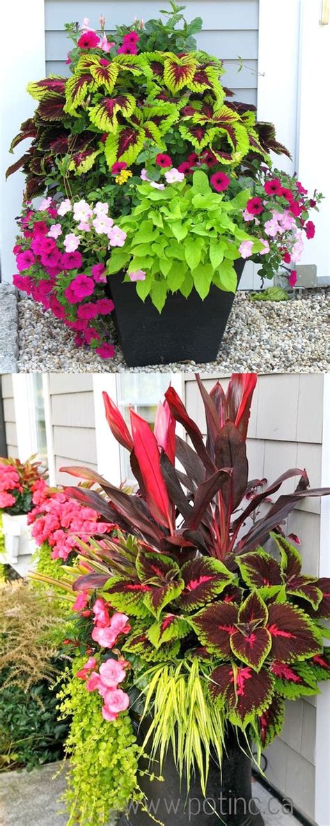 Flowering plants for sun and shade. 124446 best Hometalk: Summer Inspiration images on ...