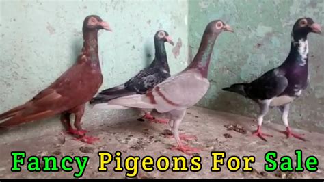 Fancy Pigeons For Sale In Delhi Kabutar Sale Pigeon Sale Delhi