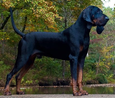 Black And Tan Hound Puppies Black And Tan Coonhound Price