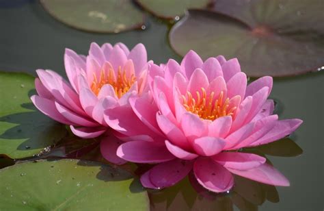 3840x2160 Resolution Pink Water Lily Flowers Hd Wallpaper Wallpaper