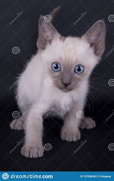 An Siamese Cat On A Black Background Stock Photo Image Of Creature