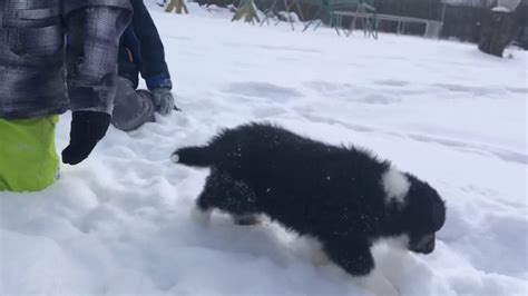 Aussies Puppies Playing In The Snow Youtube
