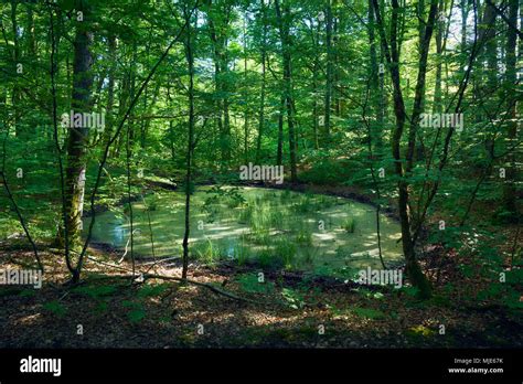 Small Pond In The Forest With Green Broad Leaved Trees Sunrays Hi Res