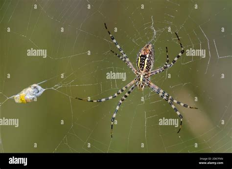 Banded Argiope Argiope Trifasciata In Web Next To Recently Wrapped