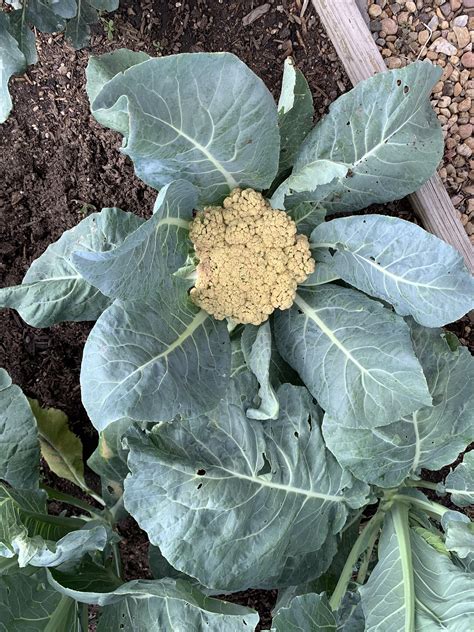 First Time Growing Cauliflower And It All Seems To Have A Yellowish
