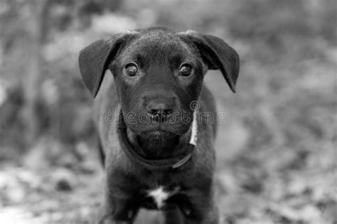 Puppy Dog Shy Black And White Stock Photo Image Of Eyes Black 218873250