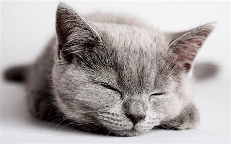 kitten cute adorable - HD Desktop Wallpapers | 4k HD