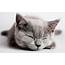 Kitten Cute Adorable  HD Desktop Wallpapers 4k