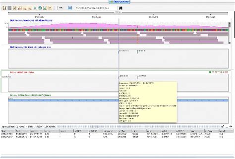 Viewing Snps In The Strand Ngs Genome Browser