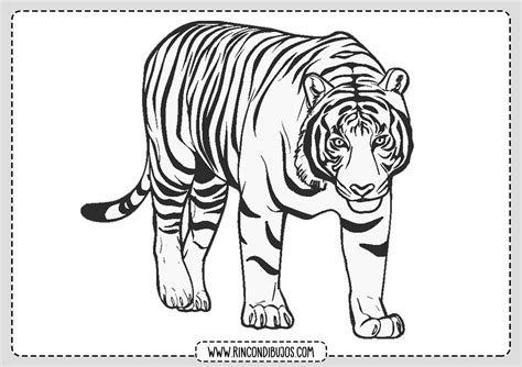 Dibujos De Tigres Para Colorear Rincon Dibujos Kulturaupice