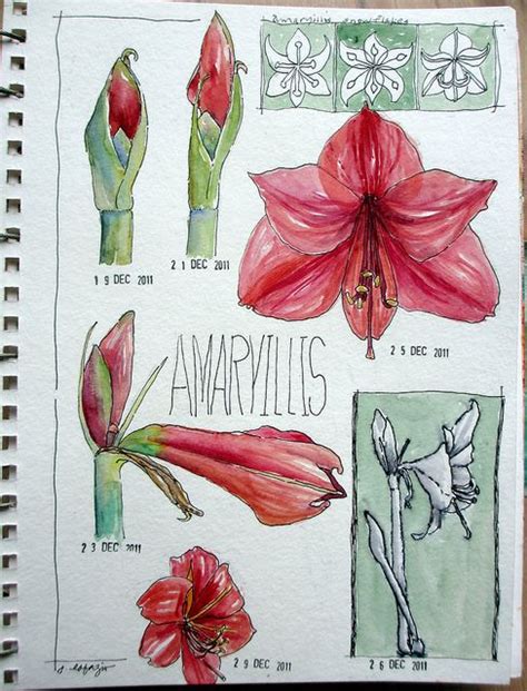 Amaryillis Flower Drawing Flower Painting Botanical Drawings