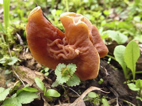 Minnesota Seasons Minnesota Fungi