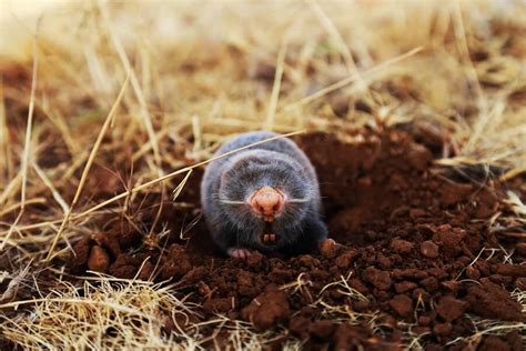 What Animal Digs Holes In Lawn - What Animal Is Digging Holes In My Yard