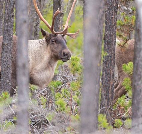 A Toronto Star Article Boreal Caribou Are Rapidly Dwindling In Canada