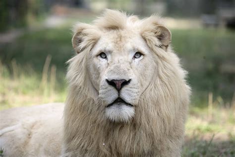 The White Lion Is A Rare Color Mutation Of The Kruger Subspecies Of