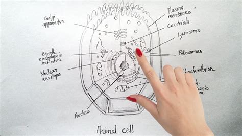 Shared a post on instagram: Diagram Of An Animal Cell - exatin.info