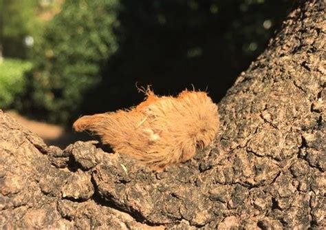 We service the whole greenville metropolitan area, and do much of our work in anderson. Poisonous Caterpillar in Upstate South Carolina