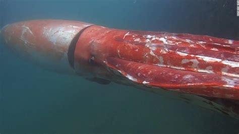 Giant Squid Surfaces In Japanese Harbor Cnn