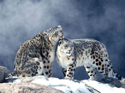 Snow Leopard Why Is It Endangered