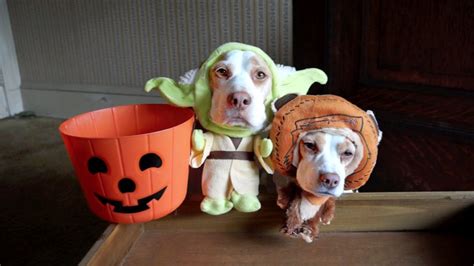 Dogs In Costumes Go Trick Or Treating On Halloween Cute
