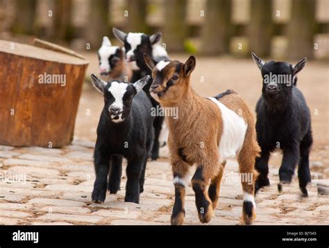 Baby Goat Running Hi Res Stock Photography And Images Alamy