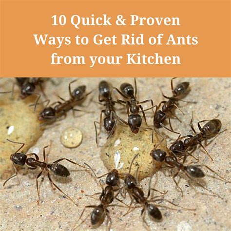 home remedy for ants in house