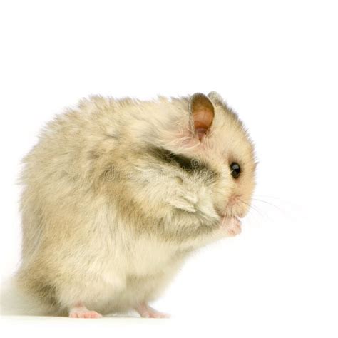 Hamster Profile Of An Hamster Standing Up In Front Of A White
