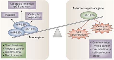 a mirna can function dually as both an oncogene and tumor suppressor gene depending on the