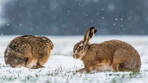Brown And White Tabby Cat Animals Snow Rabbits Winter Hd Wallpaper