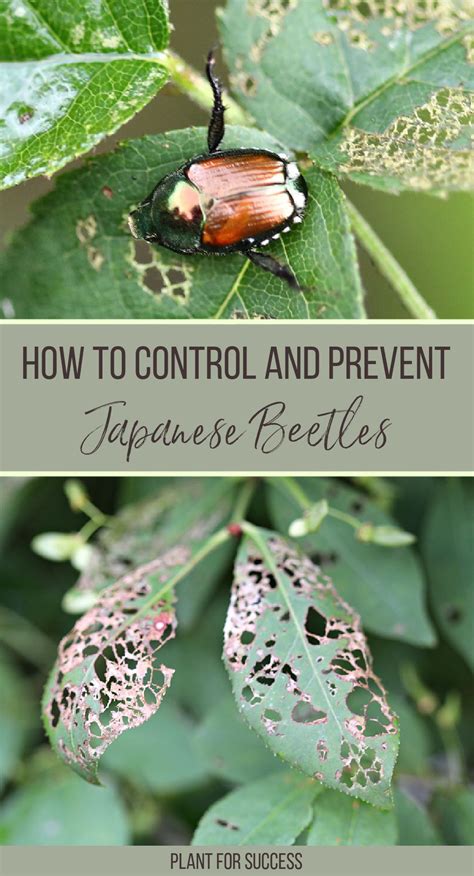 japanese beetles control and prevention artofit