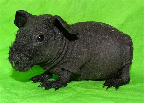 Half of the mammals in the world are rodents. Skinny pig Rodents For Sale | Abilene, KS #292696