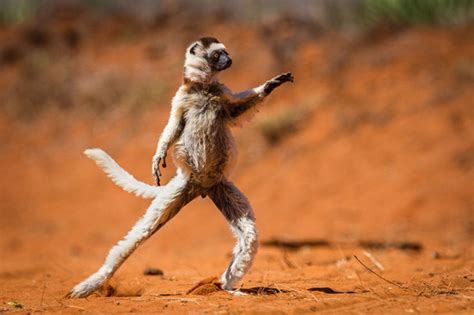 13 Hilarious Winners Of The Comedy Wildlife Photography Awards Demilked
