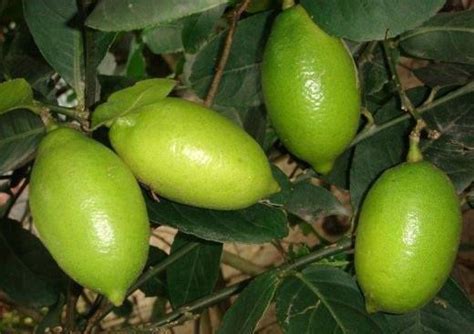 Elach Lebu Bangladesh Citrus Fruit Lemons Lime India Bongs Food