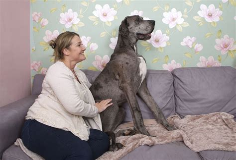 Great Dane Mirror Online