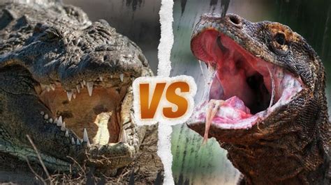 Crocodile Du Nil Vs Dragon De Komodo Qui Est Le Roi Des Reptiles