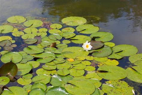 White Lotus With Yellow Pollen On Surface Of Pond Stock Photo Image